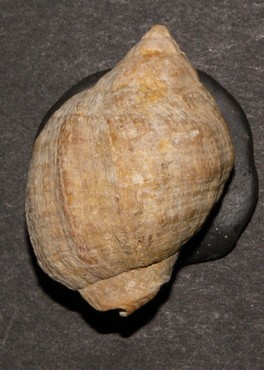 Nucella monacanthos